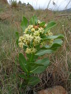 Слика од Pachycarpus scaber (Harv.) N. E. Br.