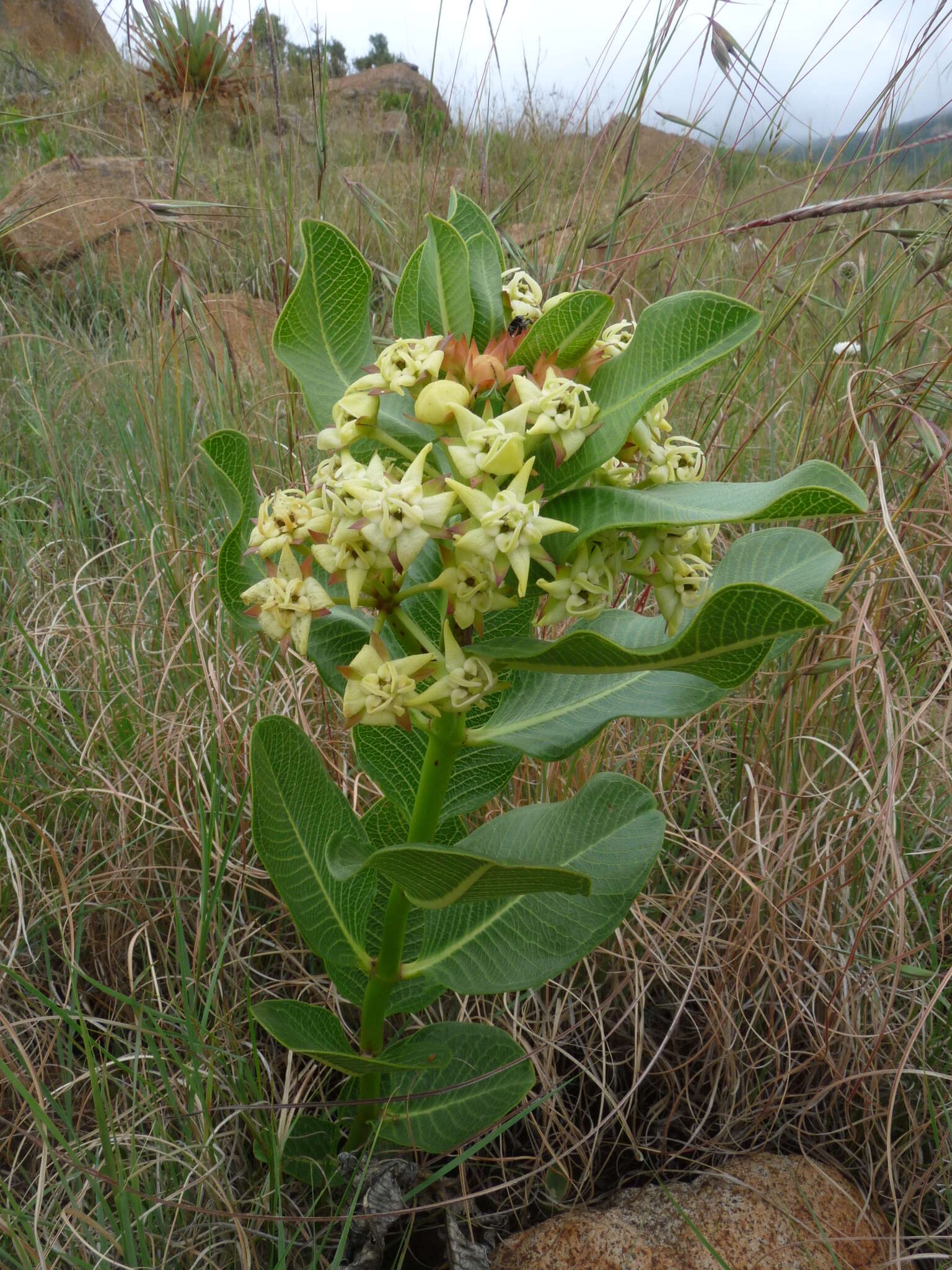 Слика од Pachycarpus scaber (Harv.) N. E. Br.