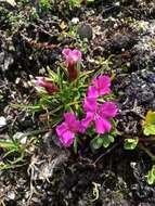 صورة Dianthus glacialis Haenke