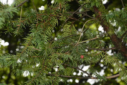 Image of Chinese yew