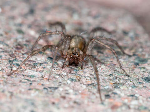 Image of Barn Funnel Weaver