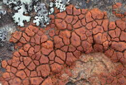 Image of cracked lichen