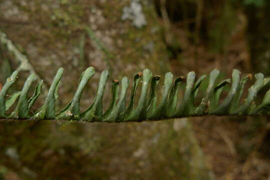 Image of Prosaptia contigua (G. Forst.) C. Presl