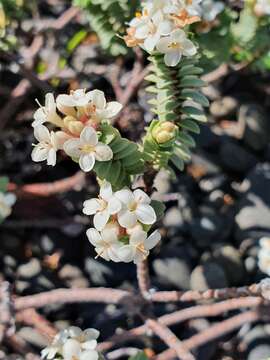 Image of Pimelea urvilleana A. Rich.