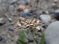 Image of <i>Drasteria hudsonica</i>