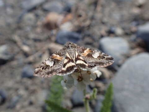 Image of <i>Drasteria hudsonica</i>