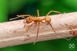 Image of Acromyrmex coronatus (Fabricius 1804)