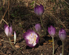 Image of Colchicum bivonae Guss.