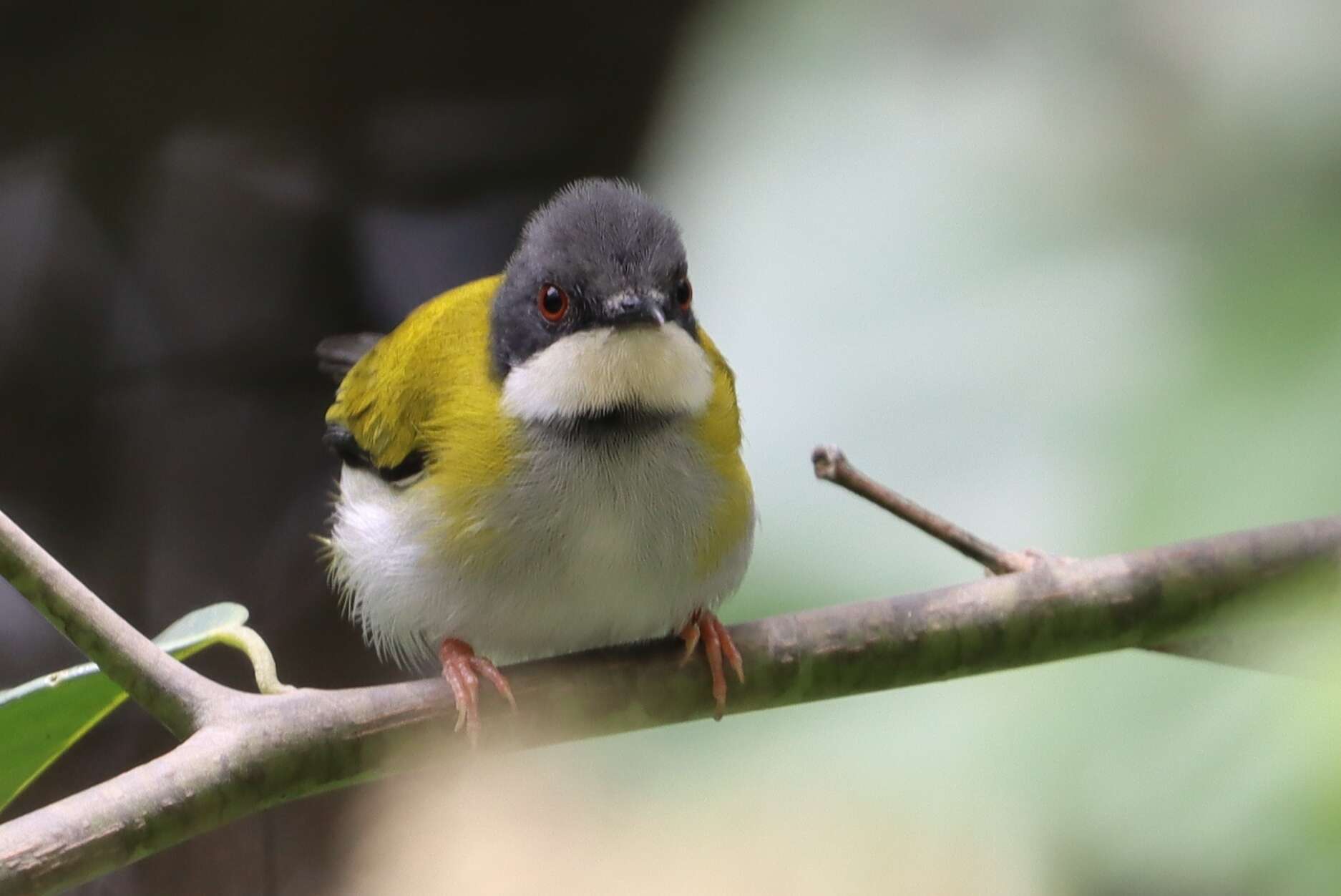 Image of Black-capped Apalis