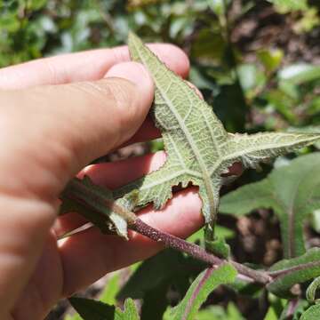 Image of Axiniphyllum