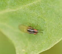 Image of Poecilohetaerus aquilus Schneider 1991