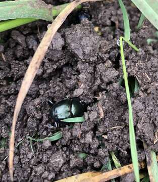 Слика од Onthophagus curvicornis Latreille 1812