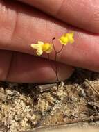 Image of Zigzag bladderwort