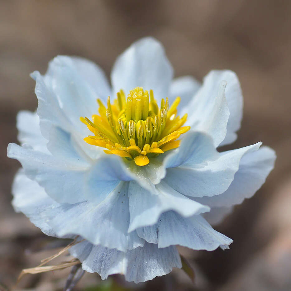 Image of Trollius lilacinus Bunge