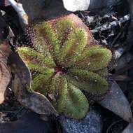 Image of Drosera rosulata Lehm.