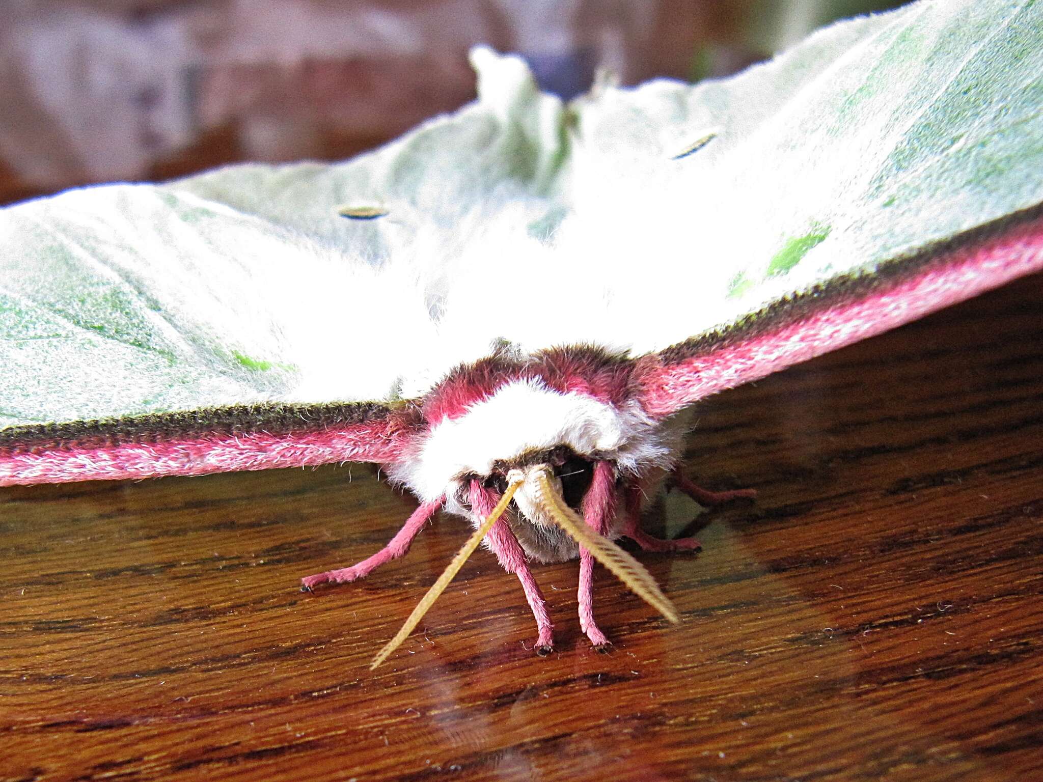 Image of Actias artemis (Bremer & Grey 1853)