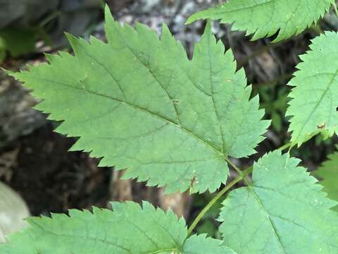 Image of Appalachian False Goat's-Beard