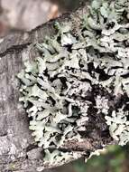 Image of Lattice tube lichen
