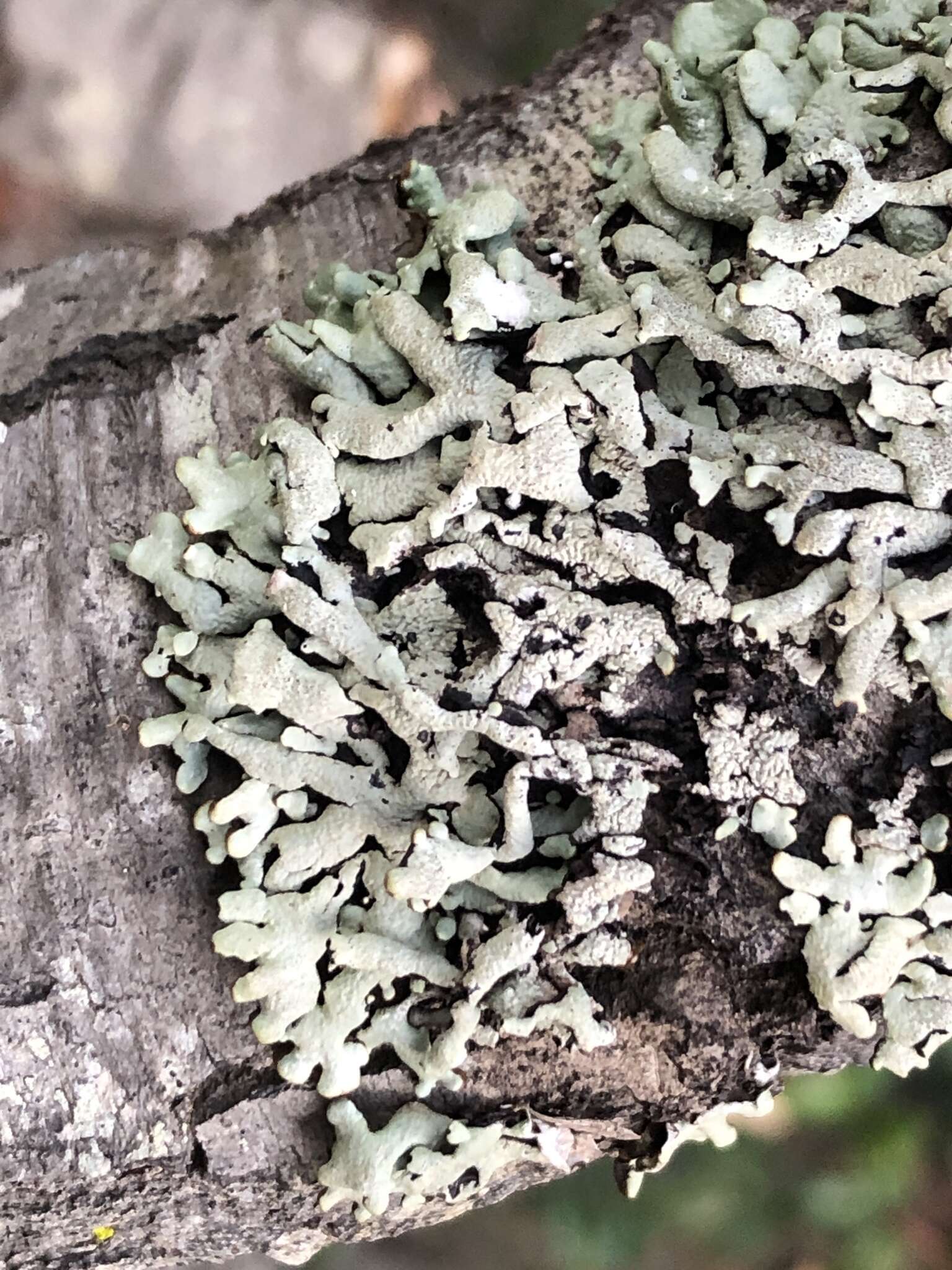 Image of Lattice tube lichen