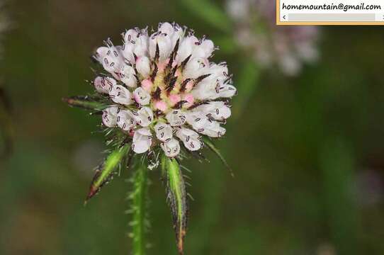 Image de Dipsacus japonicus Miq.