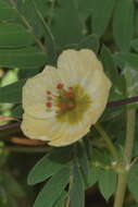 Image of Kallstroemia rosei Rydb.