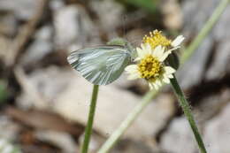 Image of Elodina walkeri Butler 1898