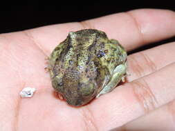 Image of Hurter’s Spadefoot