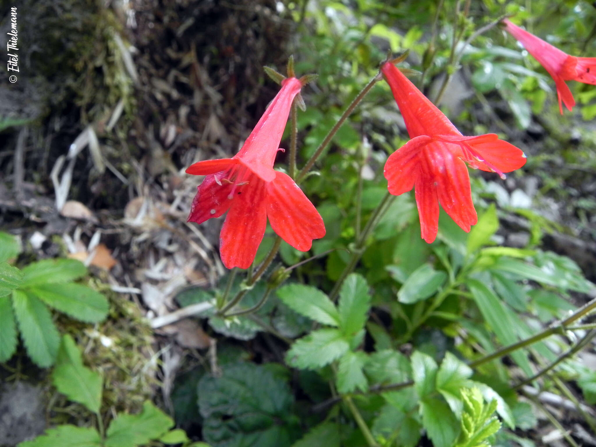 Image de Ourisia coccinea subsp. coccinea