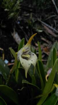 Image of Masdevallia coriacea Lindl.