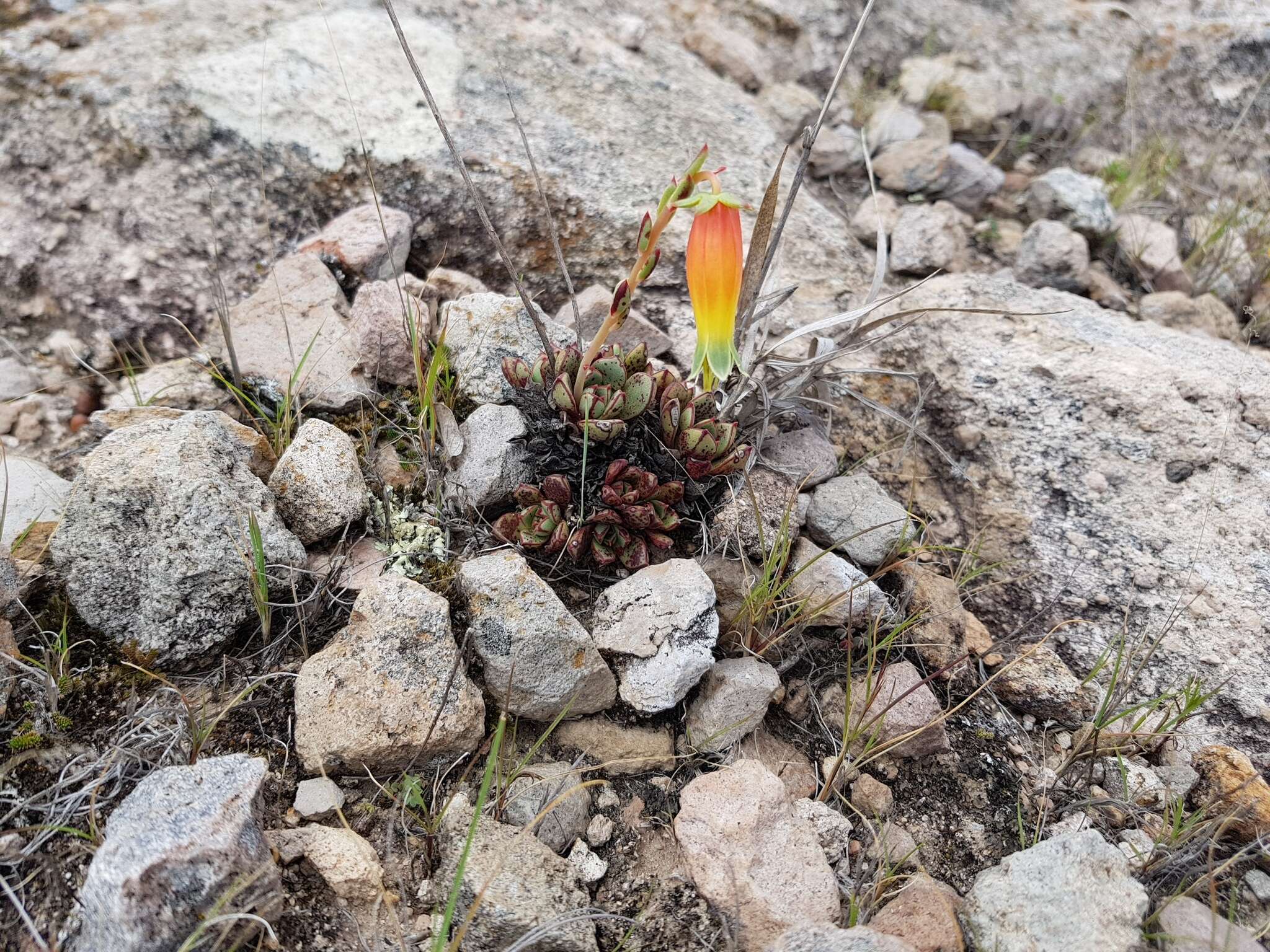 Sivun Echeveria longissima var. aztatlensis J. Meyrán kuva