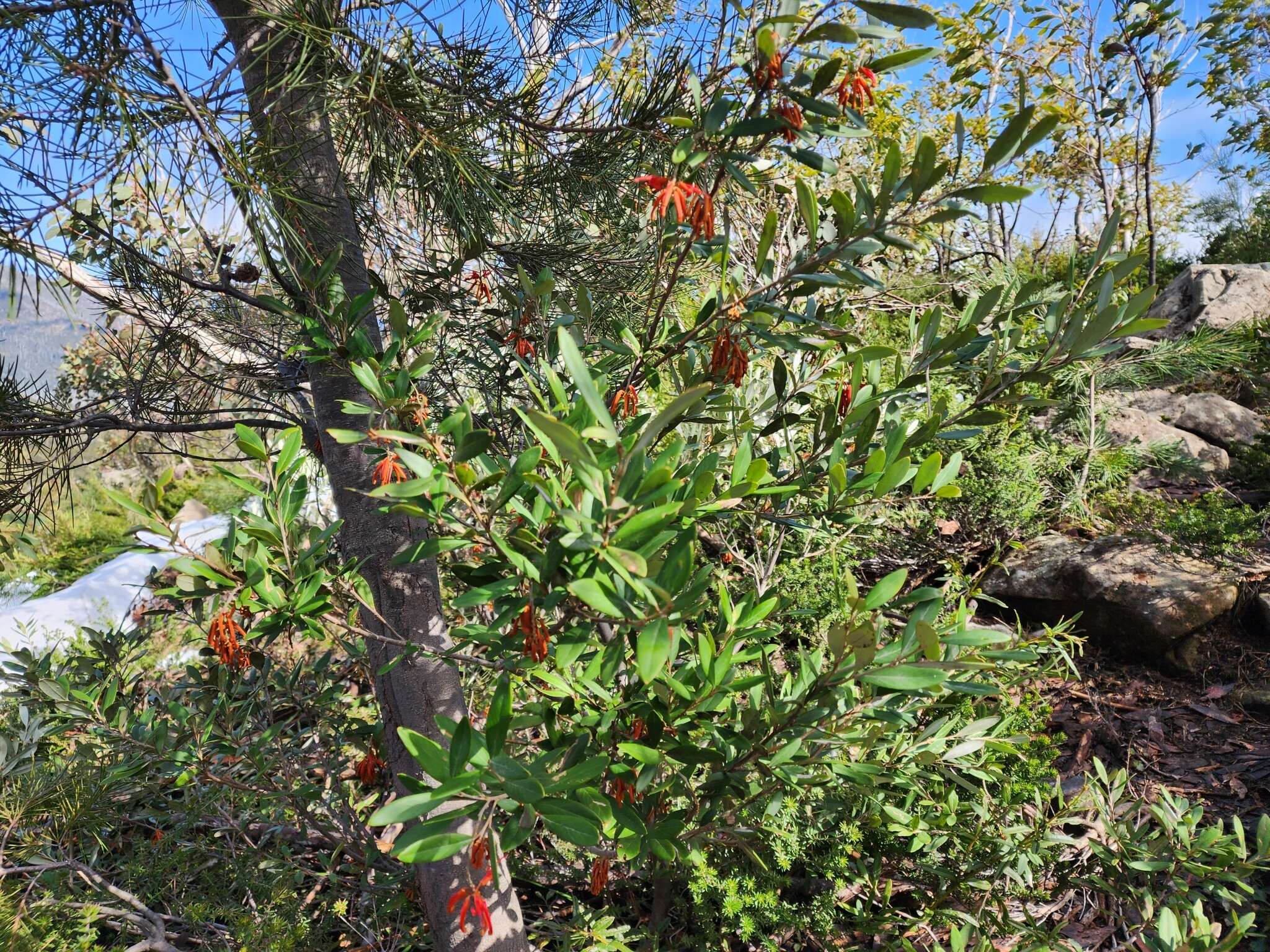 Image of Grevillea victoriae subsp. victoriae