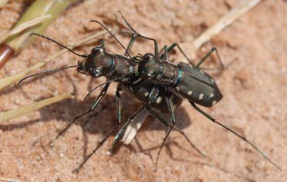 Image of Cicindela (Cicindelidia) ocellata rectilatera Chaudoir 1843