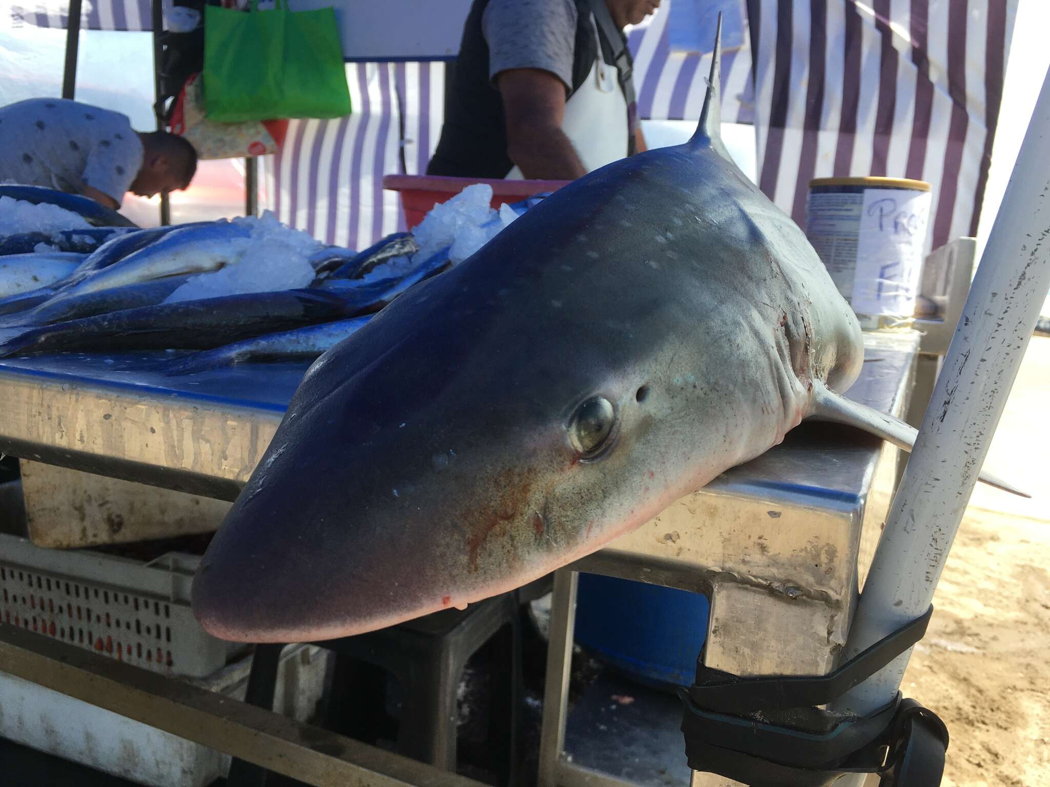 Image of Speckled Smoothhound