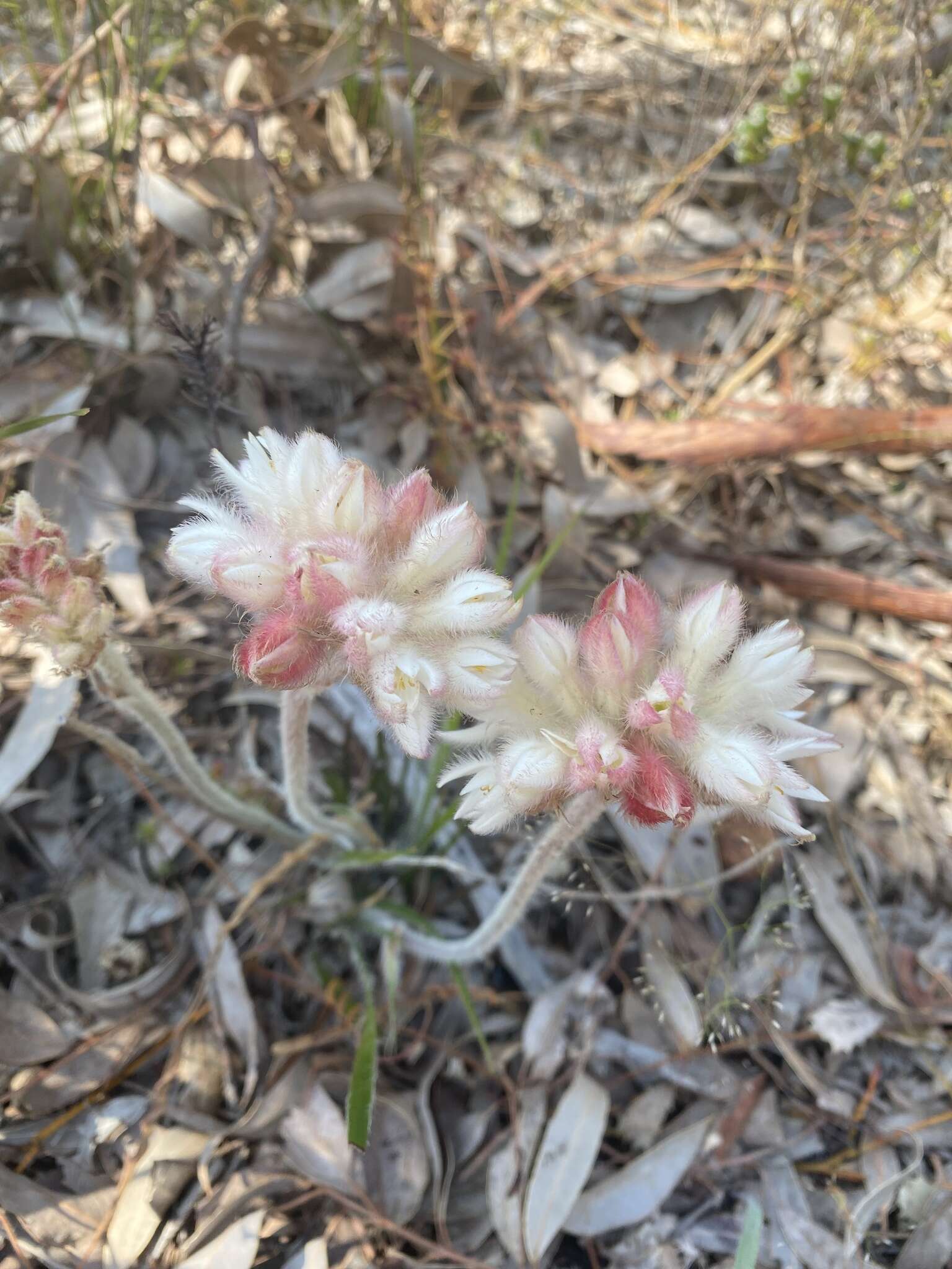 Image of Conostylis setosa Lindl.