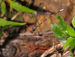 Imagem de Agriomorpha May 1933