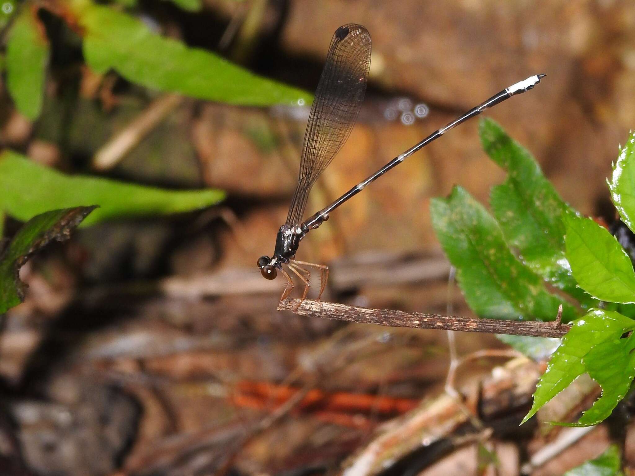 Imagem de Agriomorpha May 1933