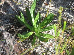 Image of Skiatophytum skiatophytoides (Leistn.) Klak