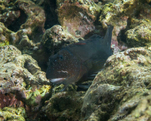 Image of Gargantuan blenny