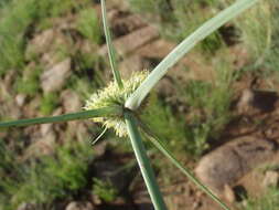 Image of Cyperus capensis (Steud.) Endl.