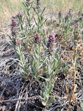 Imagem de Stachys rothrockii A. Gray