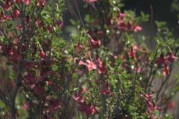 Image of Hermannia stricta (E. Mey. ex Turcz.) Harv.