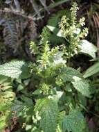 Image of Teucrium viscidum Blume