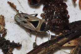 Rhyparochromus (Xanthochilus) quadratus (Fabricius & J. C. 1798) resmi