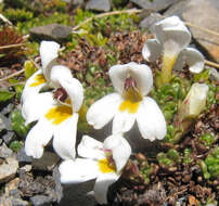 Imagem de Euphrasia revoluta Hook. fil.