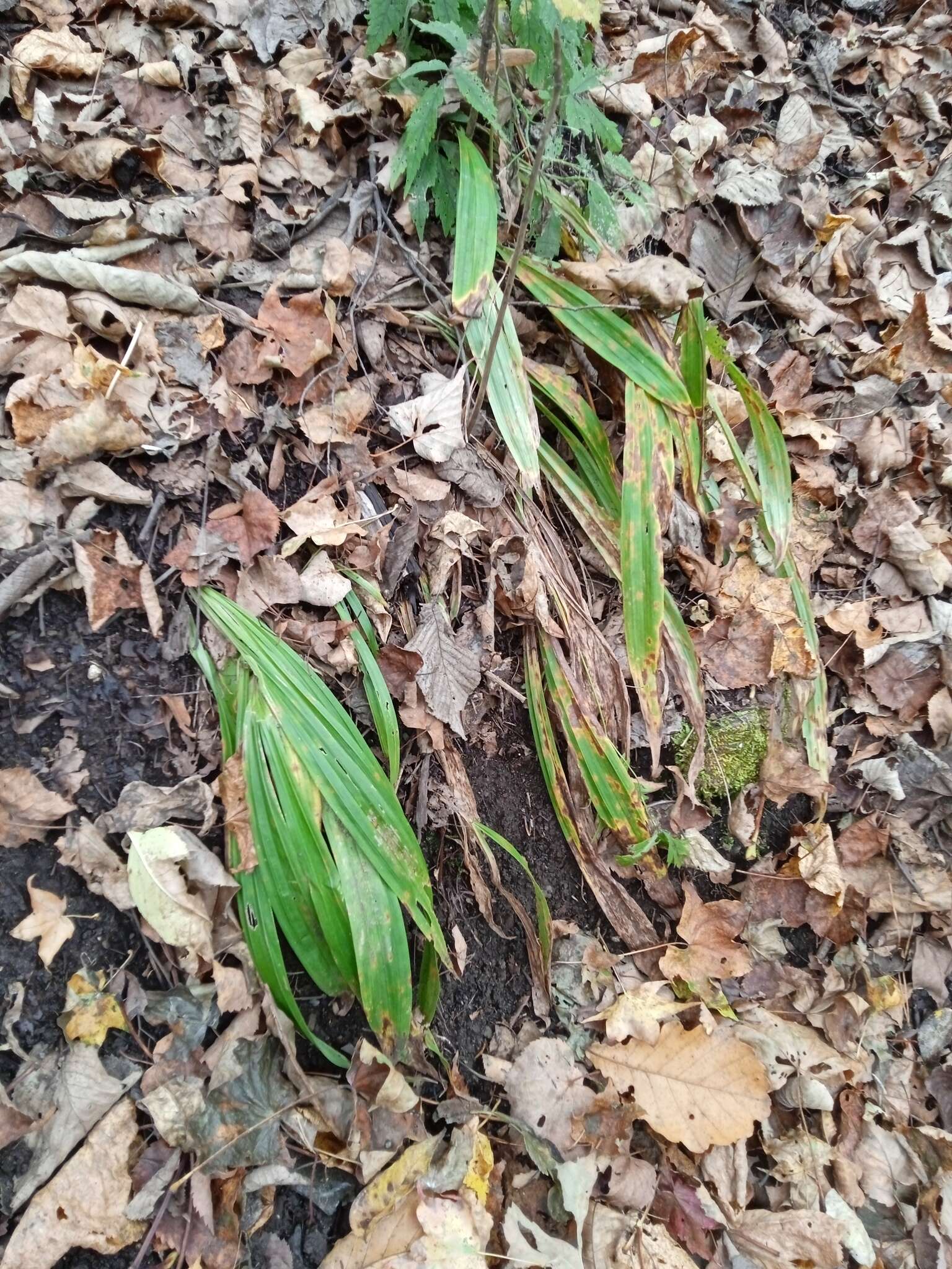 Image of Carex siderosticta Hance