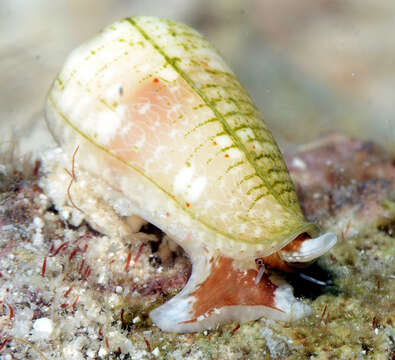 Image of Imbricariopsis vanikorensis (Quoy & Gaimard 1833)