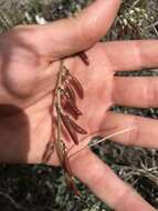 Image of Indian milk-vetch