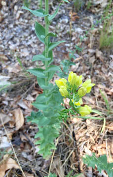 Image of Dalmatian toadflax