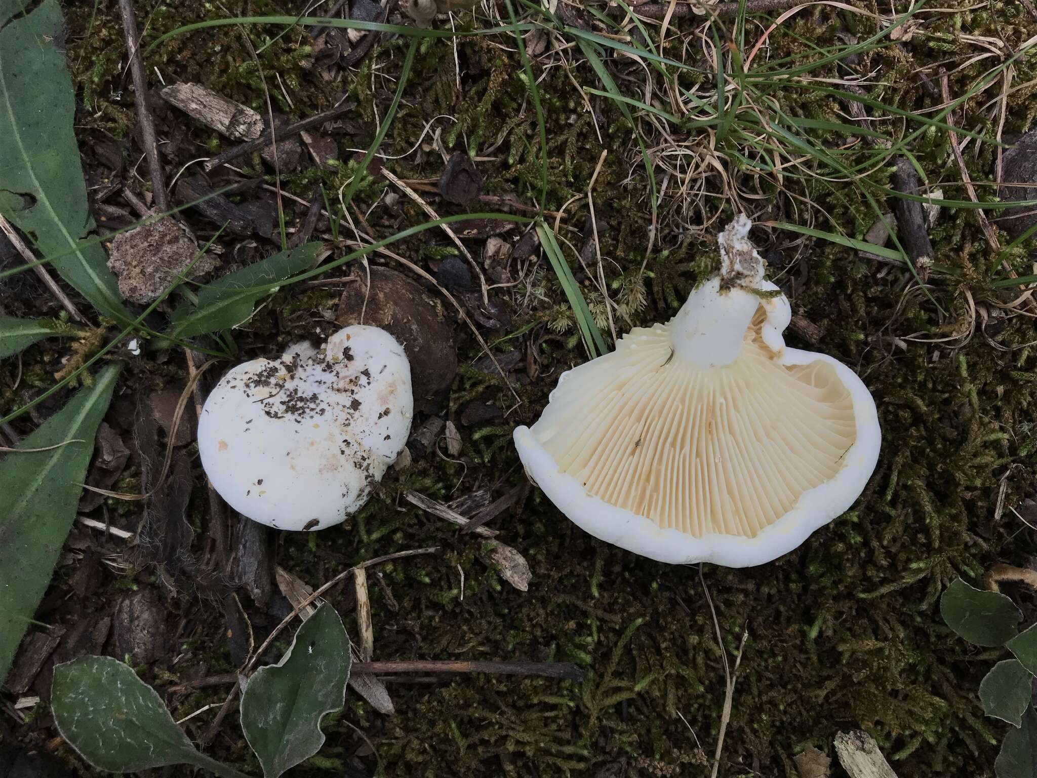 Image de Lactifluus subvellereus (Peck) Nuytinck 2011