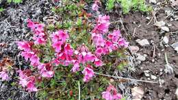 Plancia ëd Douglasia laevigata A. Gray